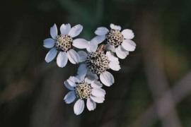 achillea_ptarmica.jpg