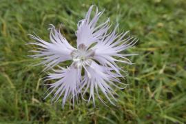 dianthus_hyssopifolius_vallee_de_casteillane_66.jpg