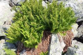 dryopteris_oreades_au_dessus_la_brousse_pont_de_montvert.jpg