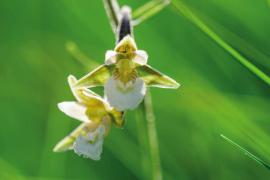 epipactis_des_marais_epipactis_palustris_c_olivier_prohin_pnc.jpg