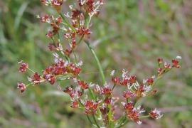 juncus_acutiflorus.jpg.jpg