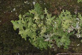 lobaria_pulmonaria_-_2.jpg