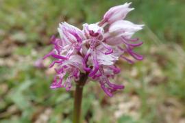 orchis_simia_bois_de_tessone_arre.jpg