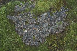 peltigera_collina_c_emeric_sulmont_pnc.jpg