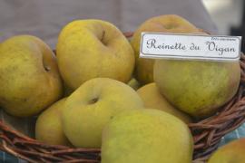 Pomme variété Reinette du Vigan © Marianne Casamance