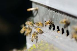 apiculture_2_c_olivier_prohin_pnc.jpg