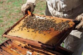 apiculture_c_olivier_prohin_pnc.jpg