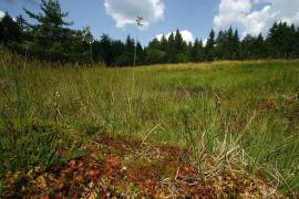 drosera_dans_une_tourbiere_de_la_plaine_vers_camprieu_c_bruno_descaves_pnc.jpg