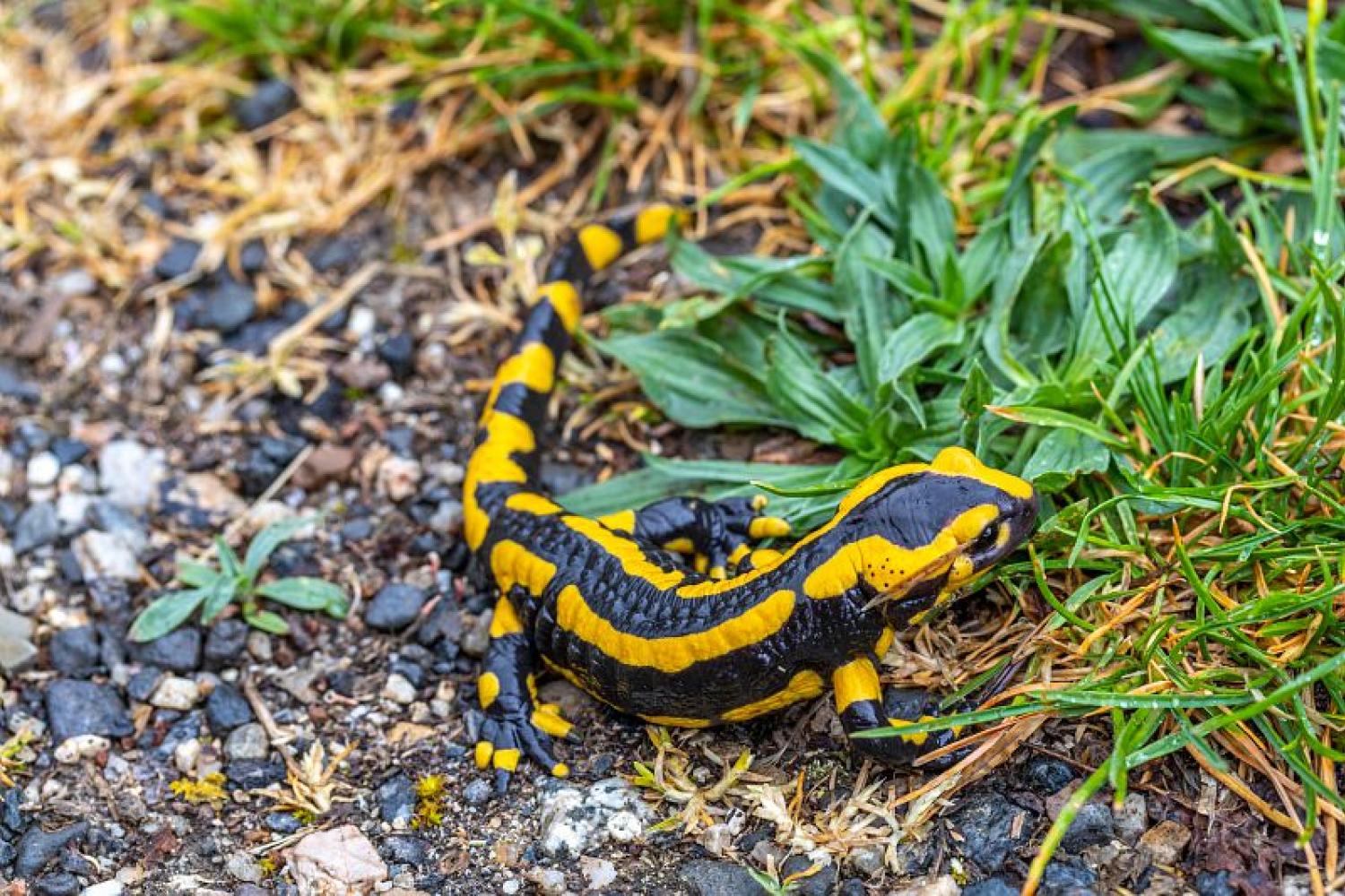 Quel est le milieu de vie de la salamandre tachetée adulte ? - La Salamandre