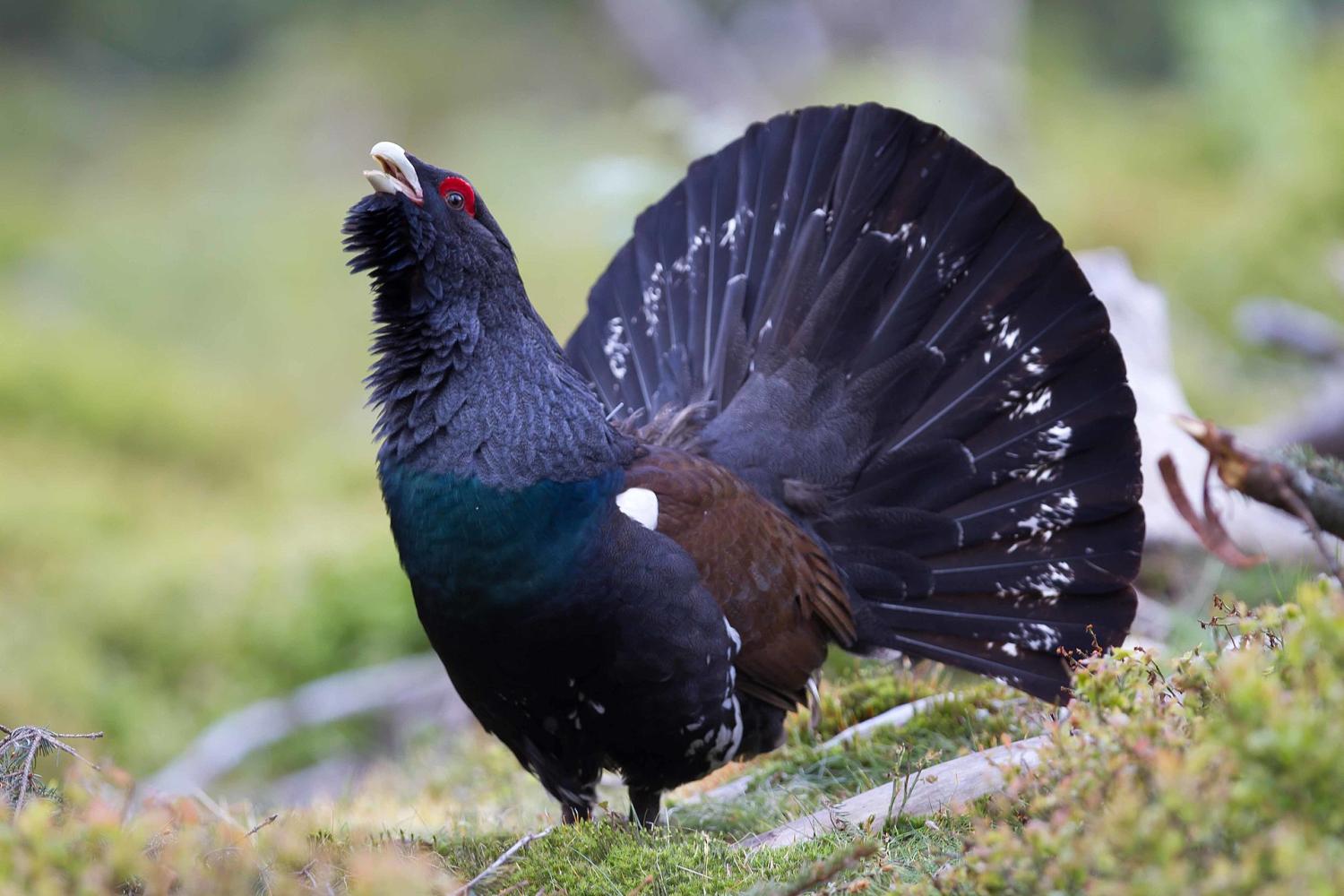 1920px-david_palmer_capercaillie_david_palmer_cc_by_2.0_httpscreativecommons.orglicensesby2.0_via_wikimedia_commons.jpg