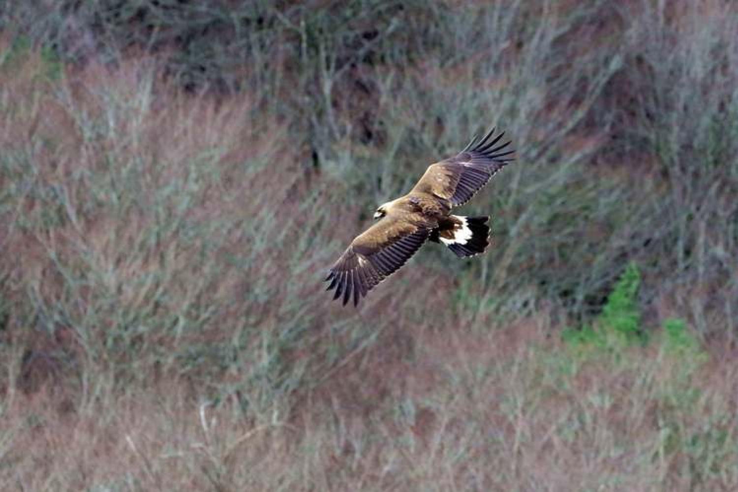 aigle_juvenile_photo_emilien_herault_pnc_.jpg