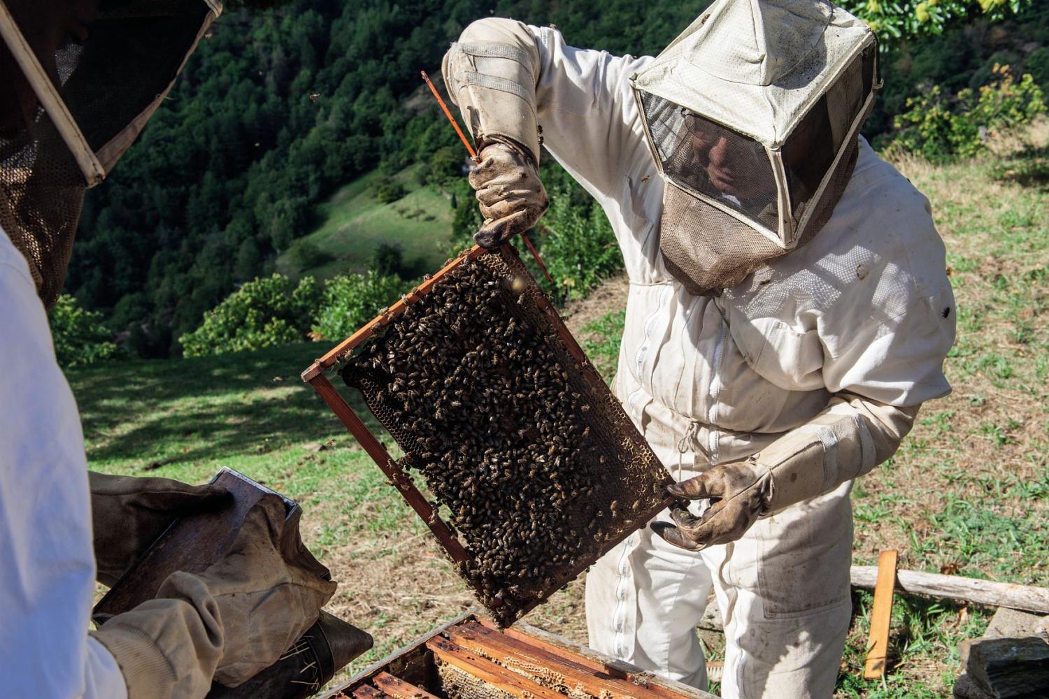 apiculture1.jpg