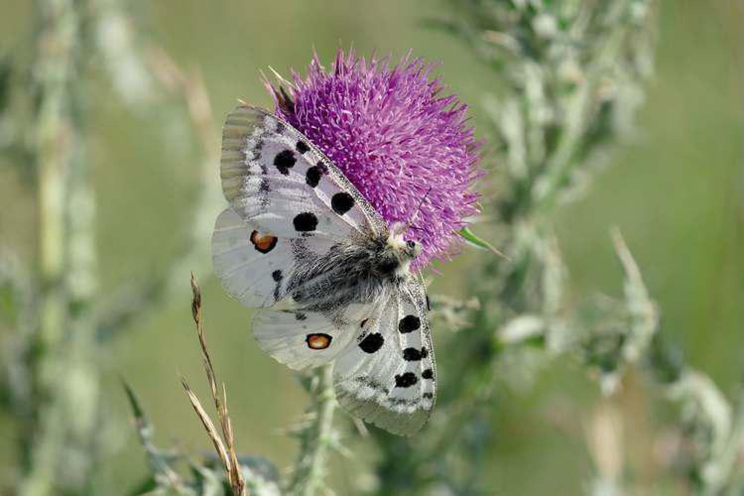 apollon_parnassius_apollo_c_isabelle_malafosse_pnc.jpg