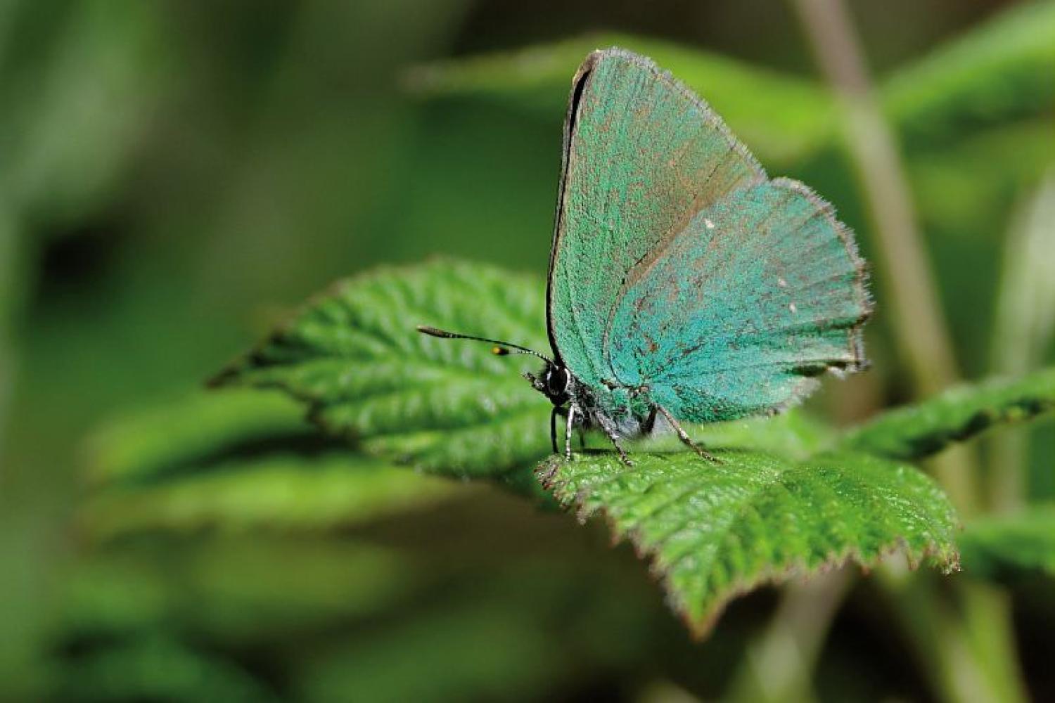 argus_vert_callophrys_rubi_c_emilien_herault_pnc.jpg