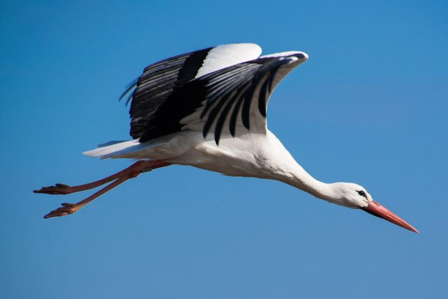 cigogne_blanche_credit_phototomasz_baranowski.jpg