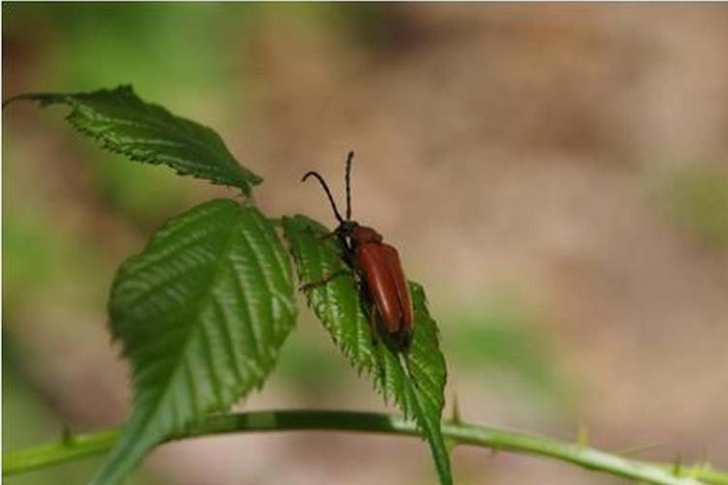 coleoptere_saproxylique_c_emilien_herault_pnc.jpg