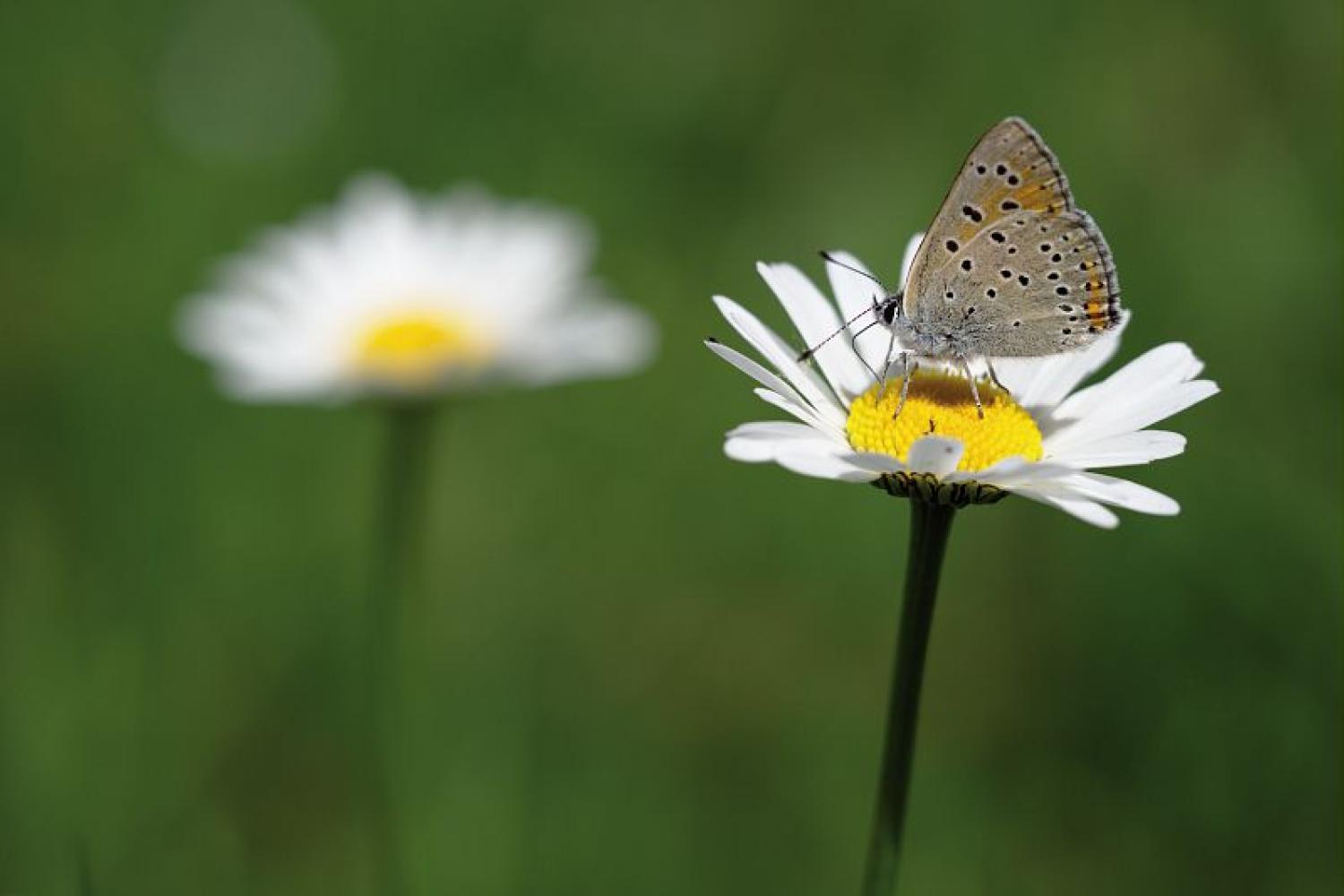 cuivre_ecarlate_lycaena_hippothoe_karczewski_gael.jpg