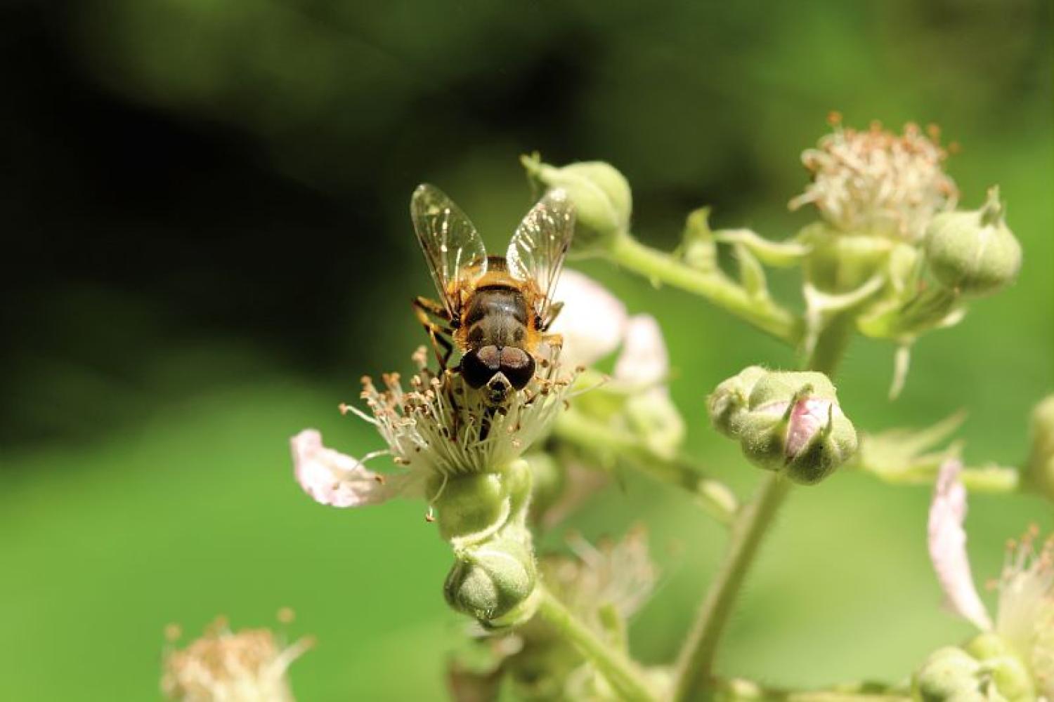 eristalis_sp_c_bruno_descaves_pnc.jpg