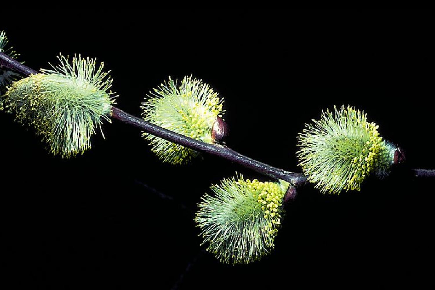 fleurs_de_saule_c_yves_maccagno.jpg