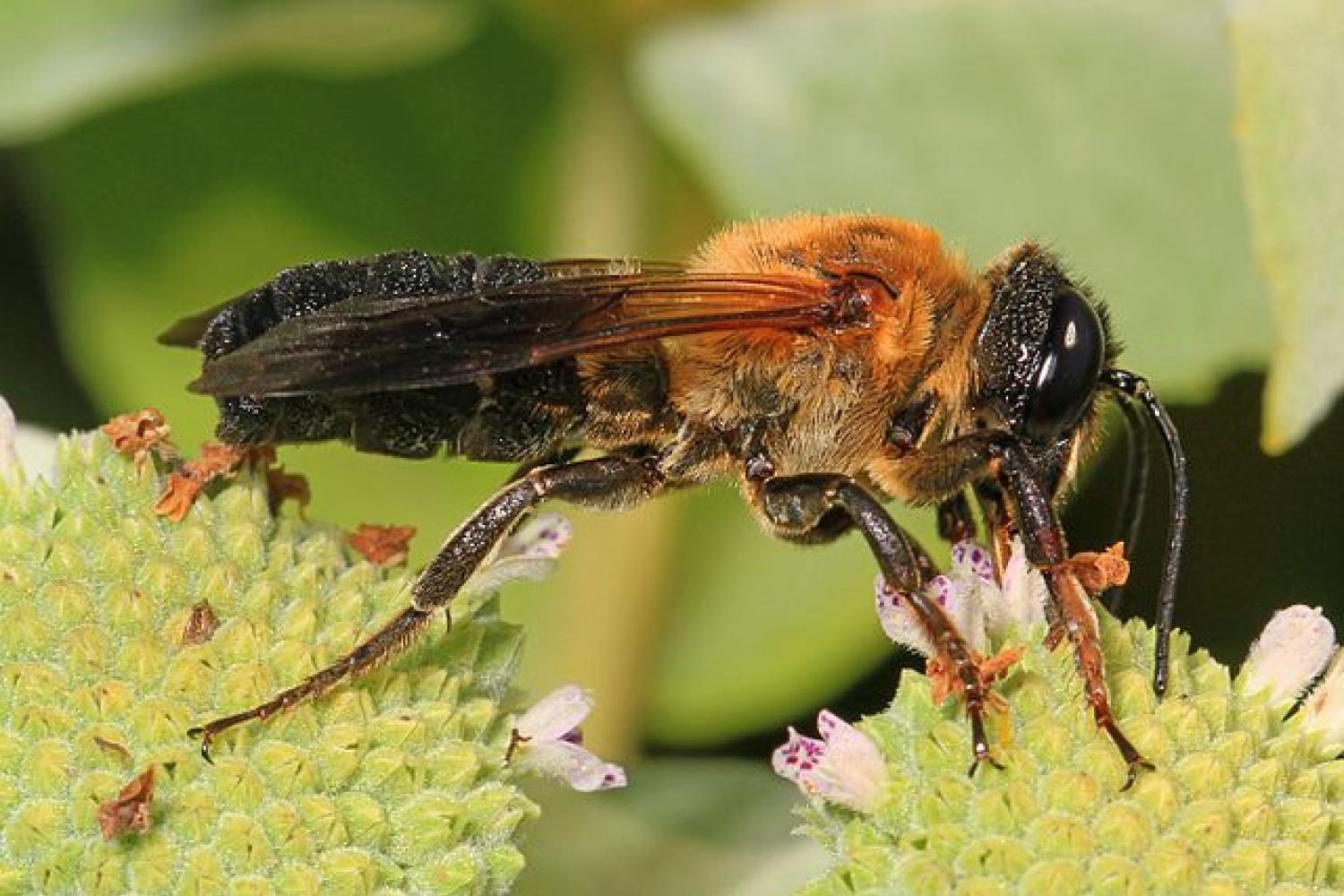 giant_resin_bee_-_megachile_sculpturalis_meadowood_farm_srma_mason_neck_virginia_-_01.jpg