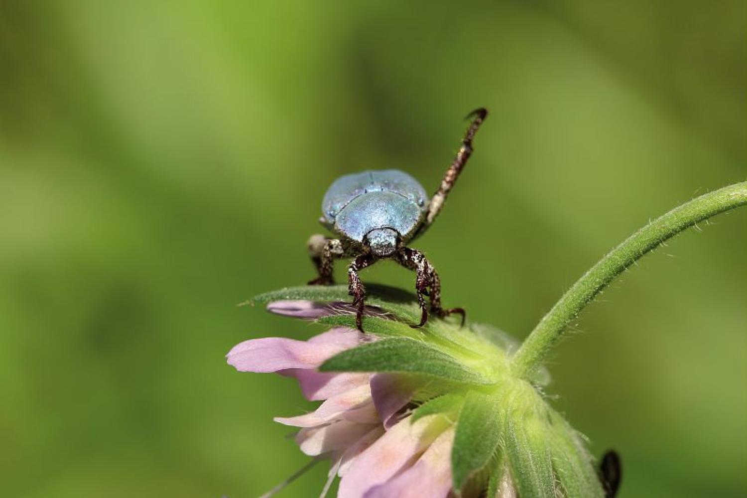 hoplia_caerulea_-_jonte_c_bruno_descaves_pnc.jpg