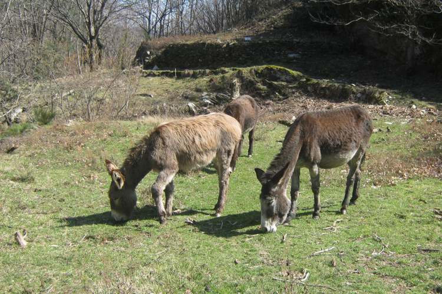 la_ferme_des_cabanes_c_la_ferme_des_cabanes.jpg