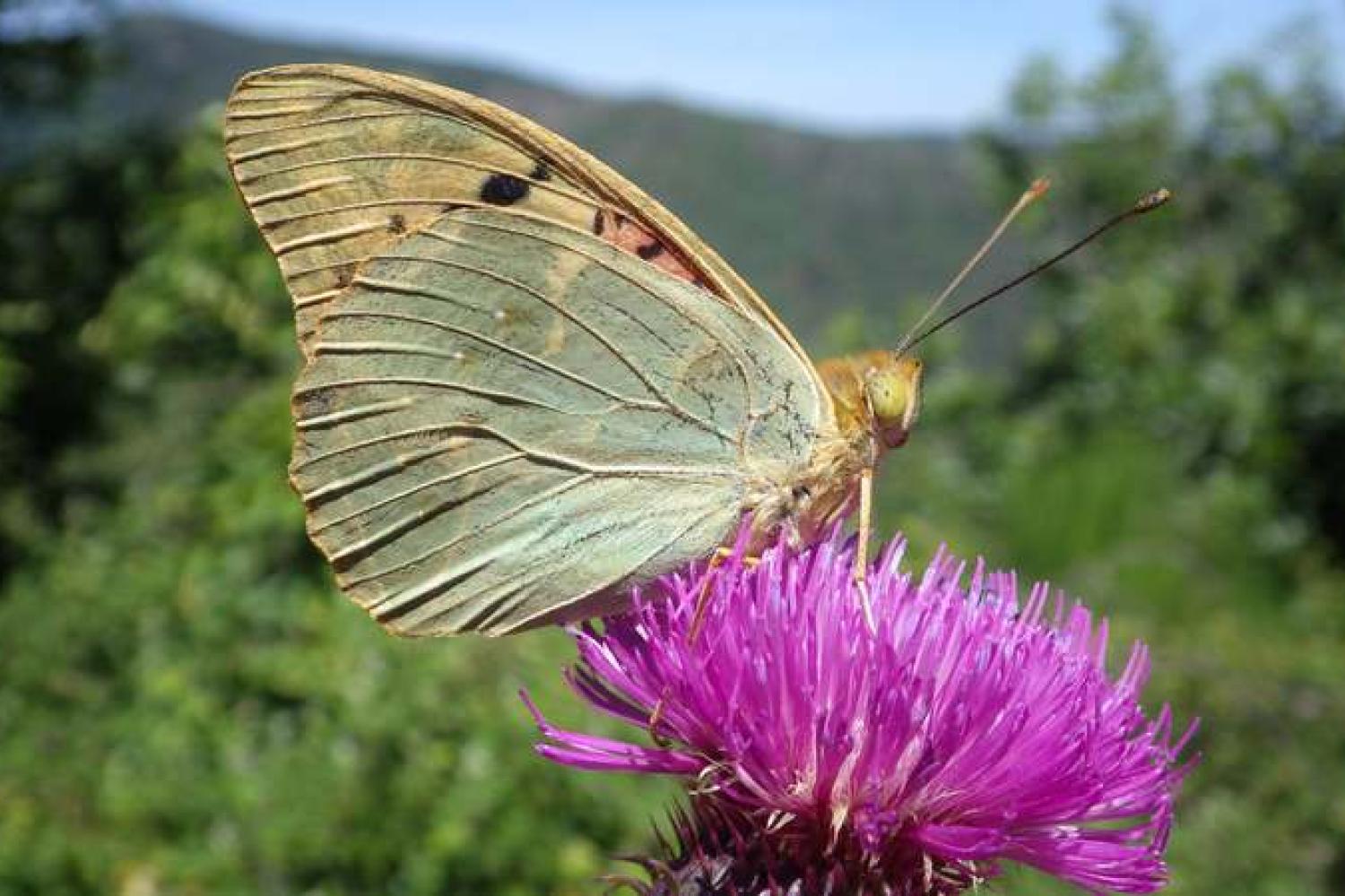 le_cardinal_argynnis_pandora_au_col_de_lancize_c_valerie_quillard_pnc.jpg