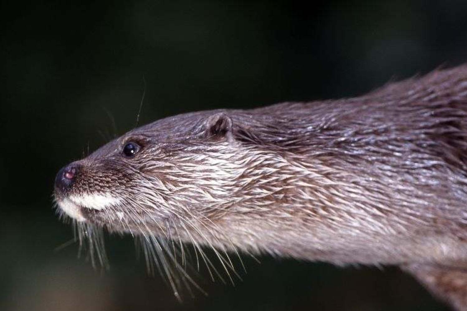 loutre_2_c_jean-pierre_malafosse.jpg