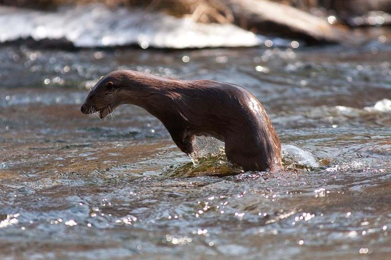 loutre_c_jean-pierre_malafosse.jpg