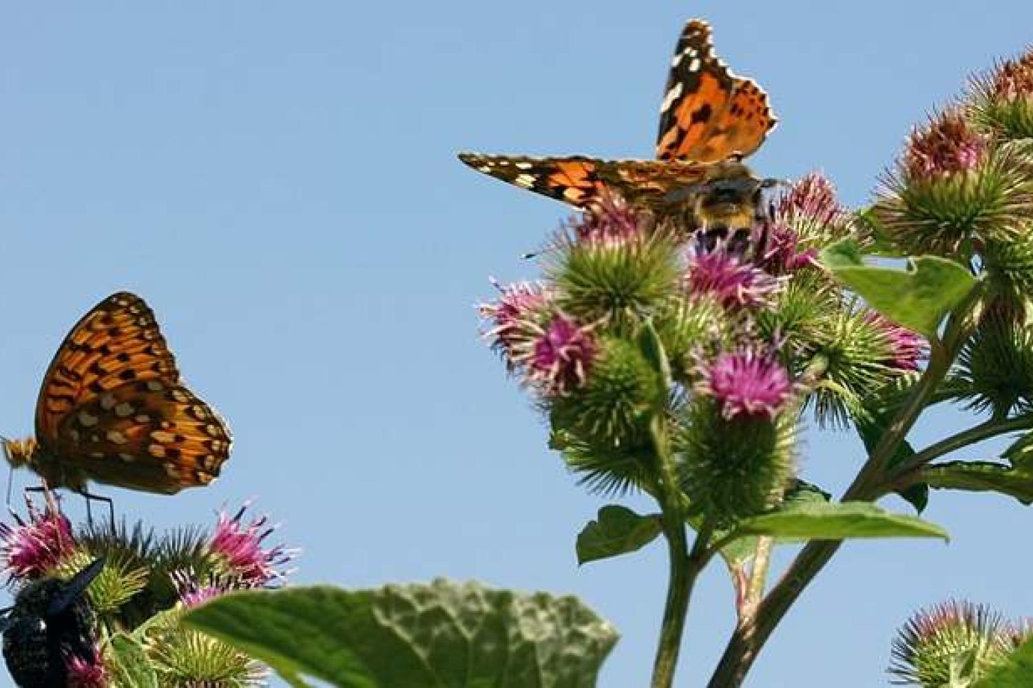 papillons_sur_grande_bardane_c_bruno_descaves_pnc.jpg