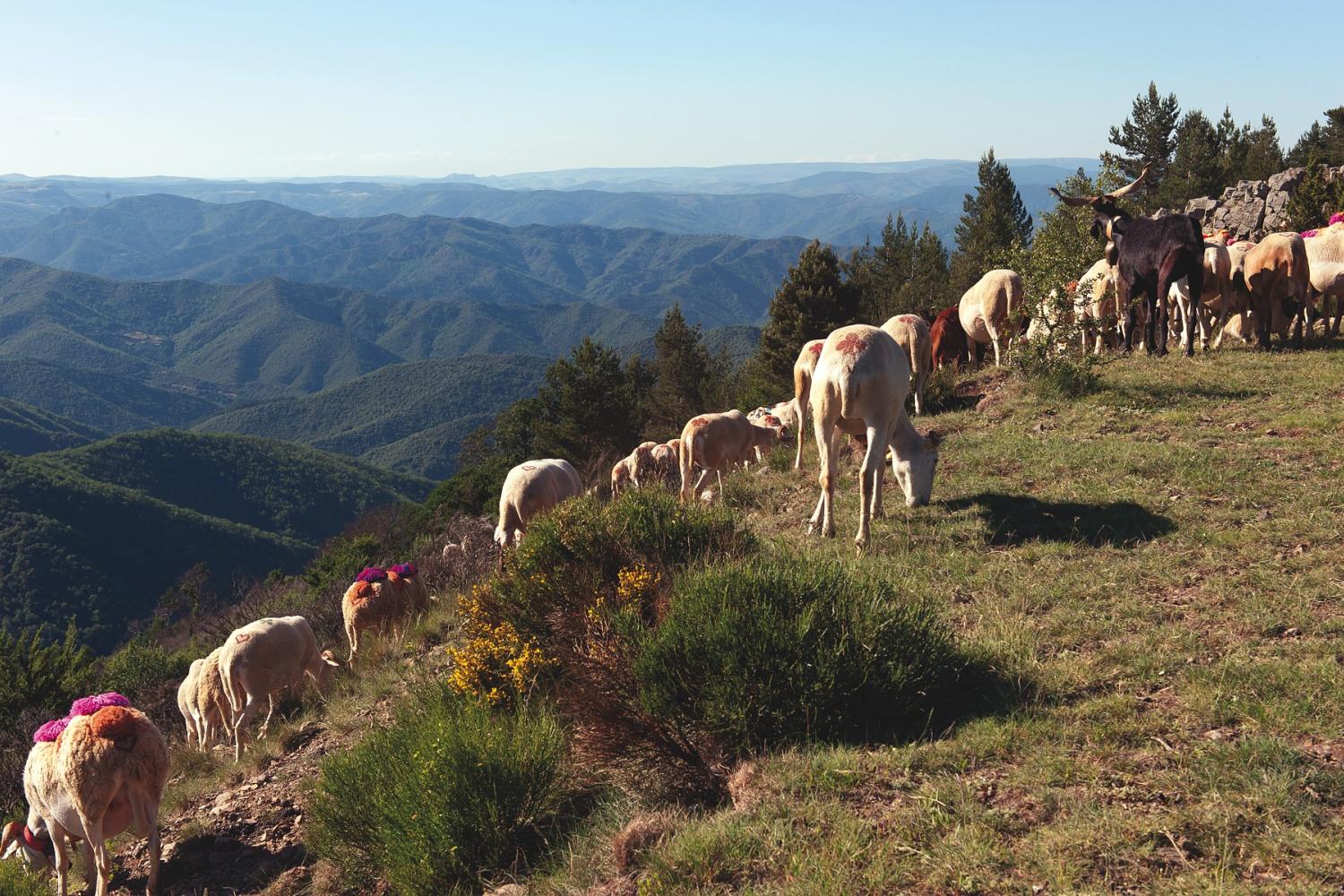 passage_transhumance_col_lasclier_prohin_olivier.jpg