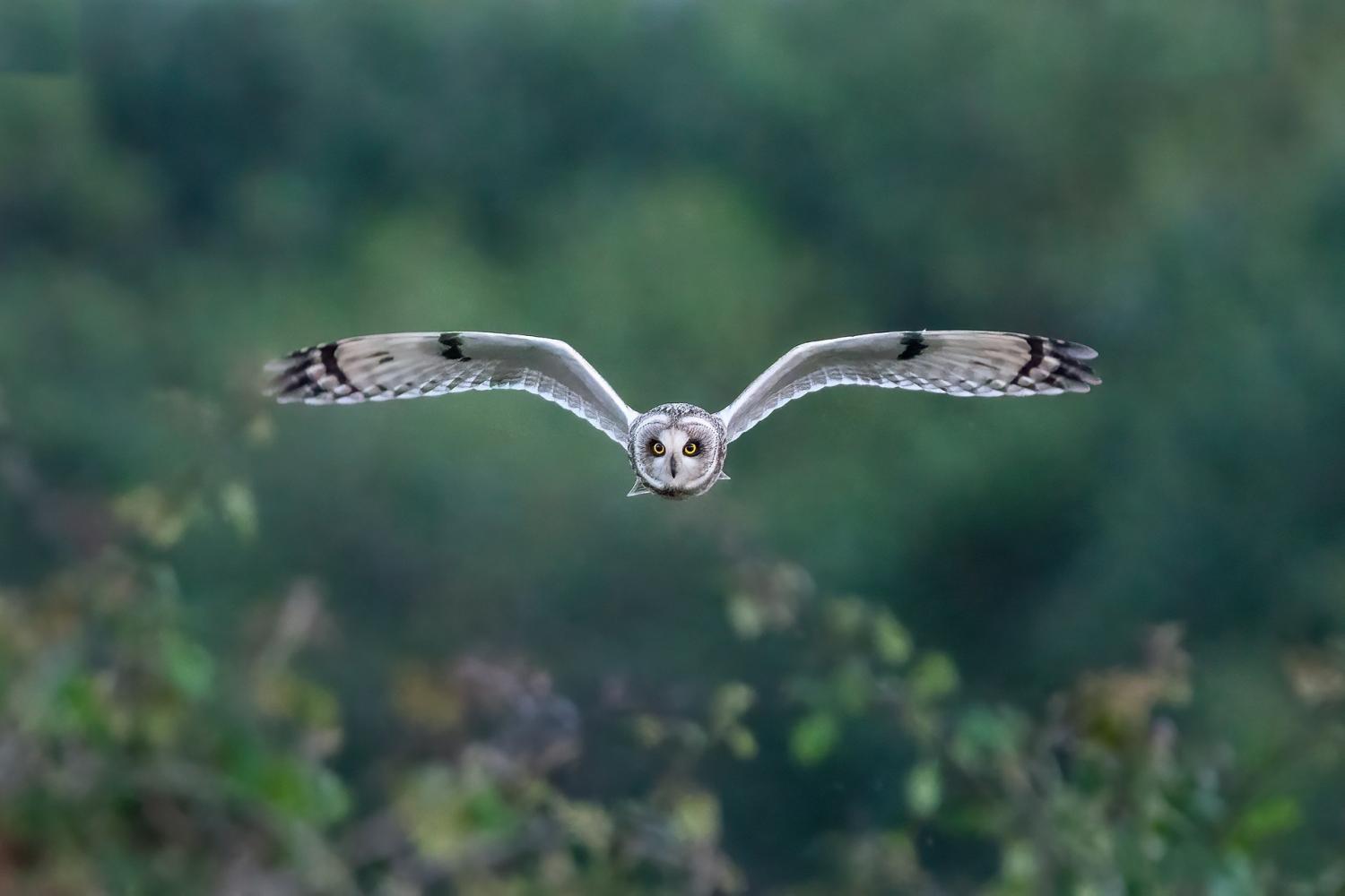 short_eared_owl_eye_to_eye.jpg