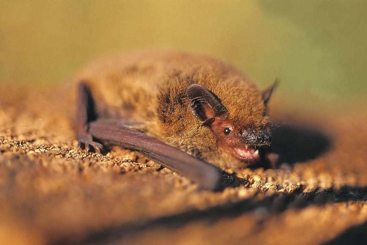 pipistrelle_de_kuhl_jean-francois_noblet.jpg