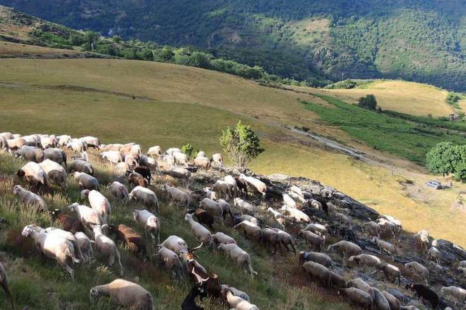 un_troupeau_transhumant_au_col_de_salides_-_photo_patrick_mayet.jpg