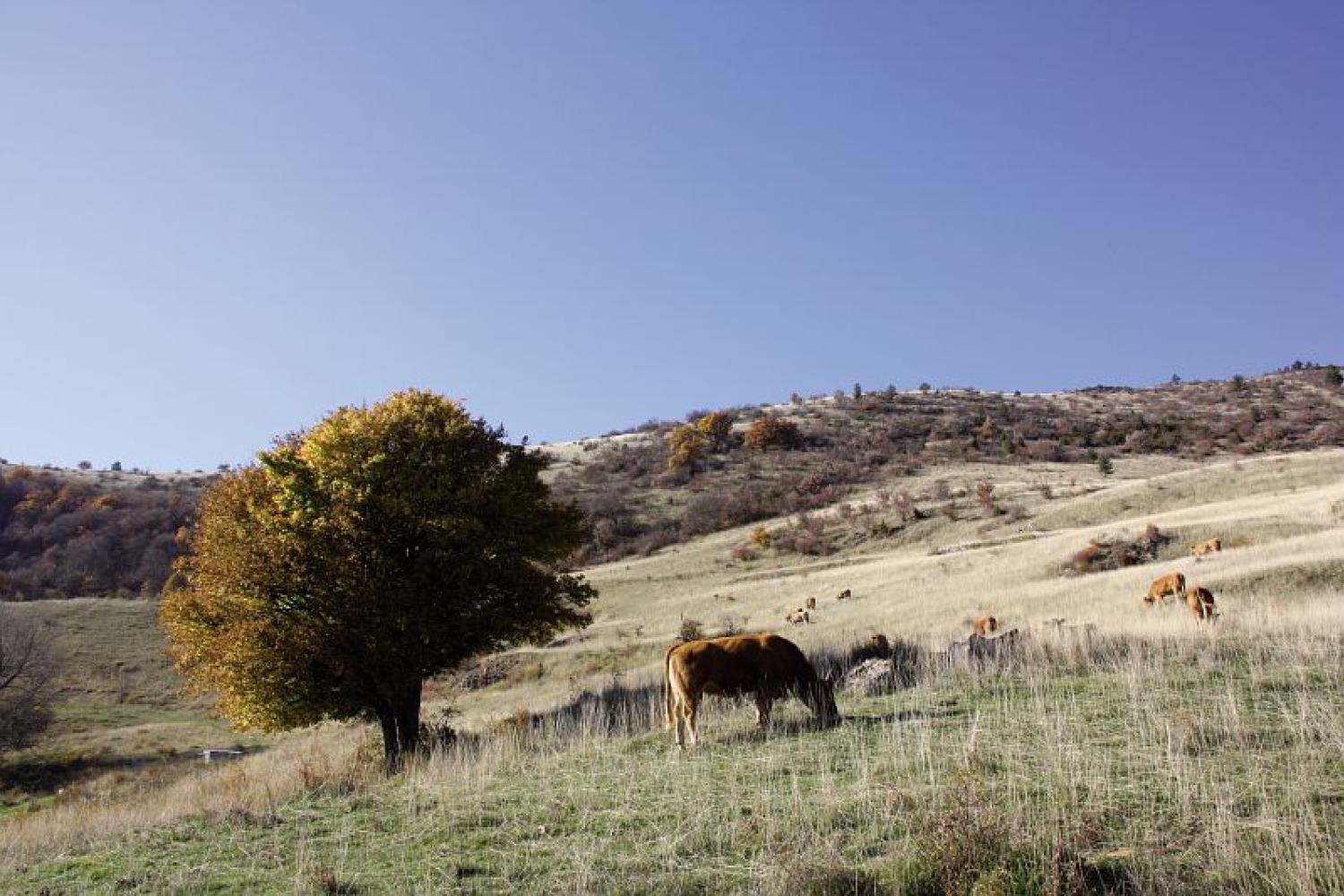 vignette_paysage_agropasto_mont_lozere_bd.jpg