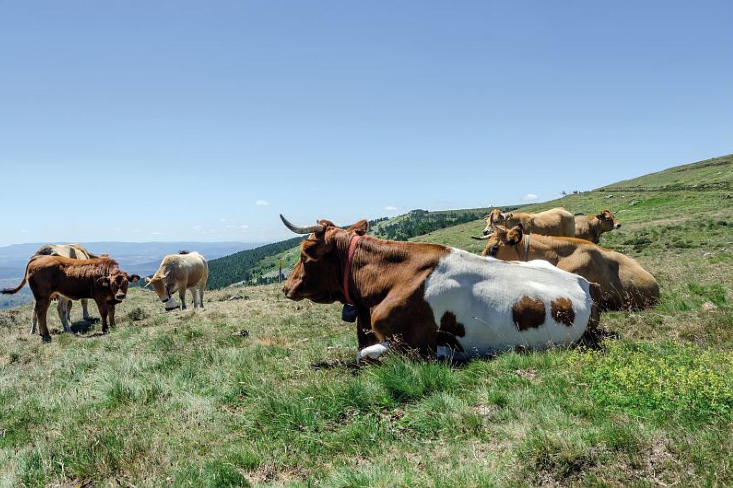 vaches_vers_le_sommet_de_finiels_-_mont_lozere_c_olivier_prohin_pnc.jpg