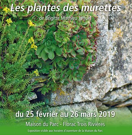 450x450_plantes_murettes.jpg