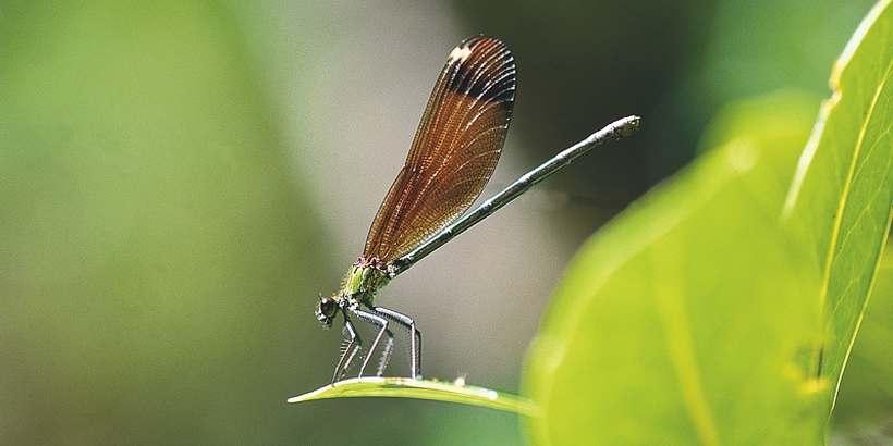 caleopteryx_haemorrhoidalis_c_jean-pierre_malafosse.jpg