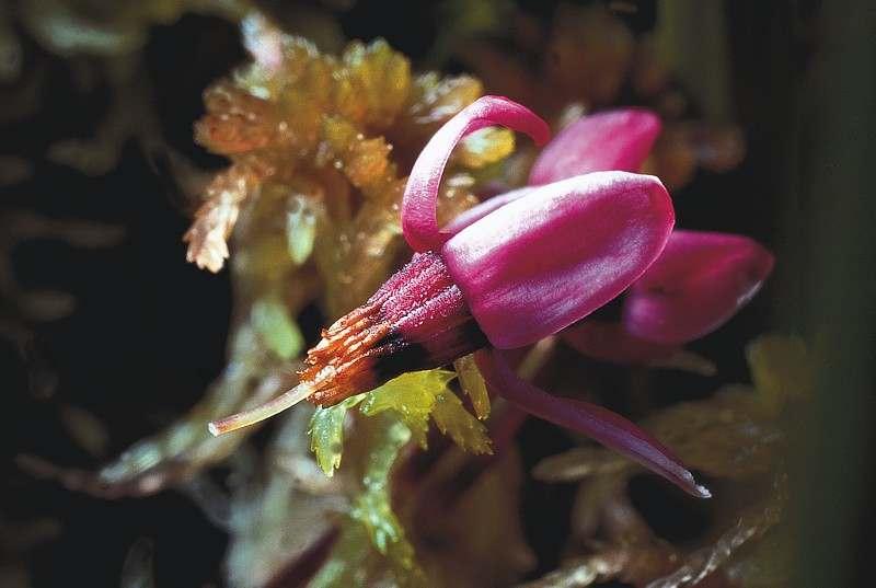 canneberge_a_petits_fruits_photo_yves_maccagno.jpg