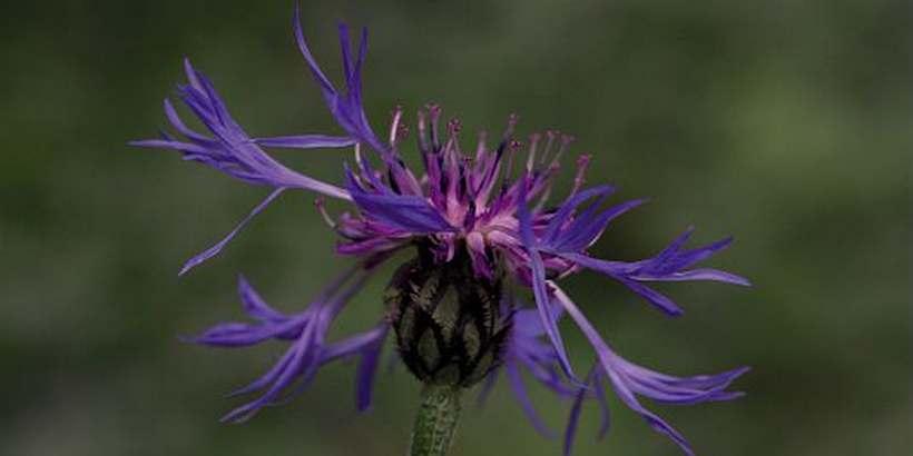 centaurium_montana_c_sandrine_forge_pnc.jpg