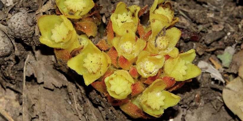 cytinelle_cytinus_hypocistis_l._1753_c_jean-pierre_malafosse_pnc.jpg