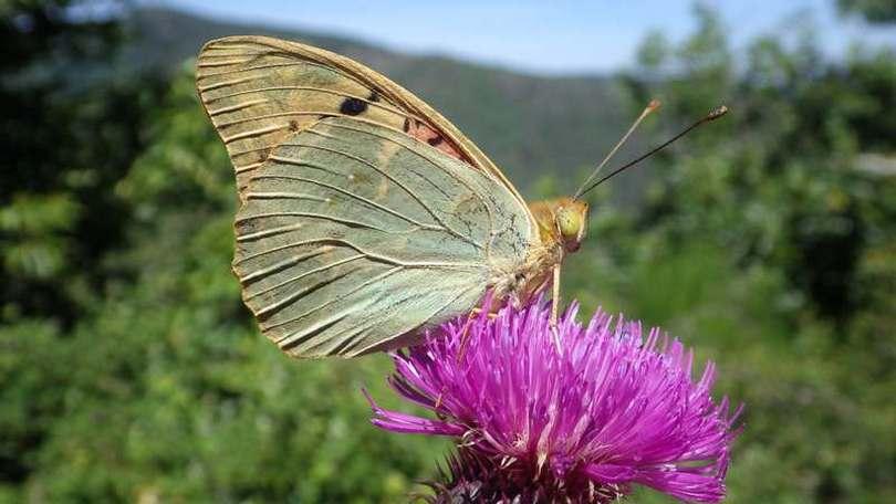 le_cardinal_argynnis_pandora_au_col_de_lancize_c_valerie_quillard_pnc.jpg