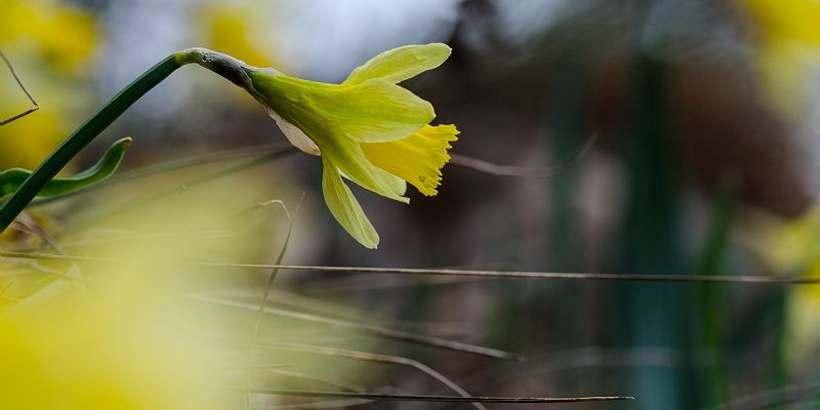 narcisse_a_feuilles_de_jonc_c_olivier_prohin_pnc.jpg