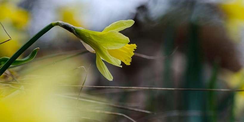 narcisse_a_feuilles_de_jonc_c_olivier_prohin_pnc.jpg