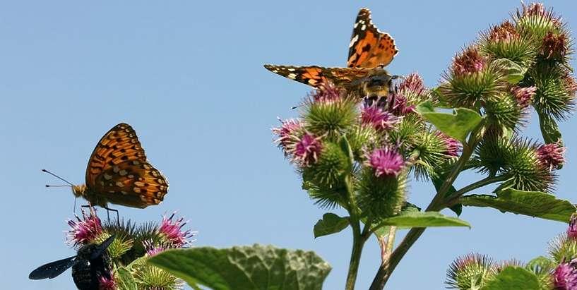 papillons_sur_grande_bardane_c_bruno_descaves_pnc.jpg