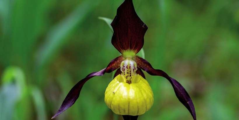 sabot_de_venus_ou_sabot_de_venus_deurope_cypripedium_calceolus_c_yannick_manche_pnc.jpg