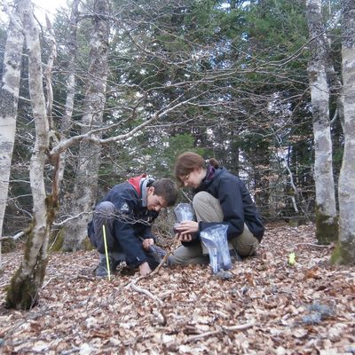 Thèse sur les forêts anciennes. Crédit : Mathieu Baconnet - PNC