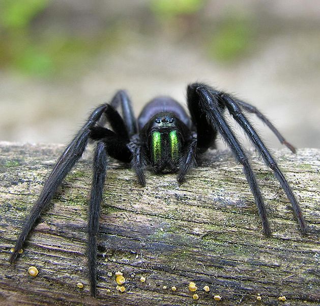 J'apprends à reconnaître... les araignées des maisons ! Parc national — free download