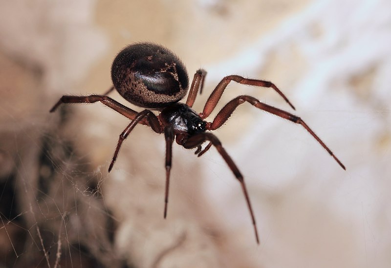 J'apprends à reconnaître... les araignées des maisons ! Parc national — free download