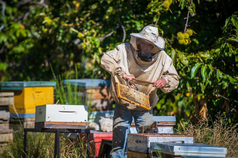 apiculture1.jpg